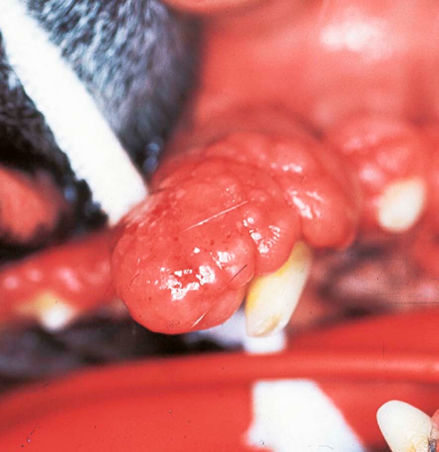 Close-up of a dog's teeth showing thickened, overgrown gum tissue characteristic of gingival hyperplasia
